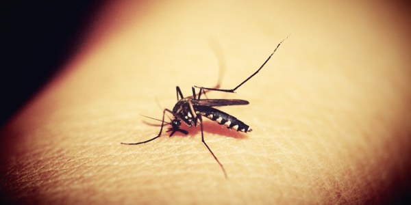 Ce este virusul West Nile